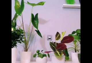 تصوير لمده ٨ساعات لتوثيق حركه نبات المارانتا كالاثيوم او كما تسمى بنبته الدعاء