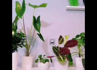 تصوير لمده ٨ساعات لتوثيق حركه نبات المارانتا كالاثيوم او كما تسمى بنبته الدعاء