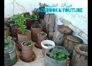 العوامل المناخية المؤثرة في الإنتاج الزراعي الرياح