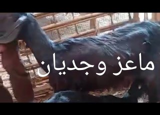 عرض ماعز بسعر ممتاز الله يرزق الجميع ١٧ ٤ ٢٠٢٦م