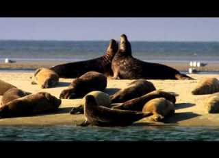 Die Nordsee Unser Meer Clip Kegelrobben Bei Fanö