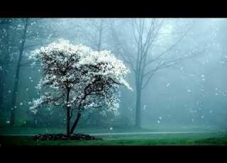 خلفية تساقط ثلوج جميلة جدا مقاطع فيديو مجانية بدون حقوق الطبع والنشر