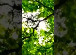 Talala Is A City Taluka In Gir Somnath District In The Gujarat It Is 75 Km From Junagadh