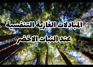 الدرس 20 المبادلات الغازية التنفسية عند النبات الأخضر صفحة 78 علوم طبيعية سنة أولى متوسط