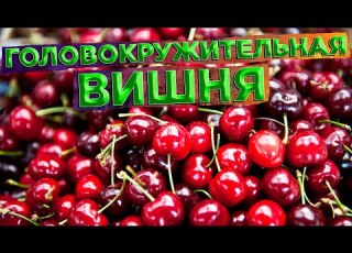 СТОИТ ЛИ ИСПОЛЬЗОВАТЬ ДЕШЕВЫЙ ВИШНЕВЫЙ СОК ДЛЯ САМОГОНА
