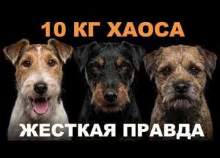  Jagdterrier Fox Terrier Border Terrier Can You Keep Them In An Apartment If You Re NOT A Hunte
