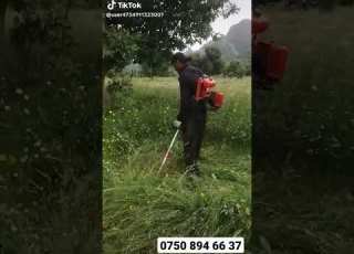 حاشوشەی گیا بڕین