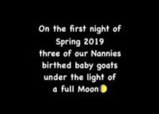 Trevathan Goat Full Moon Brought 8 Kids