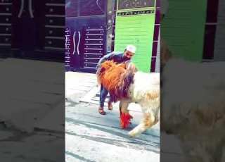  Qurbani Qurbani Bakre Ki Kurbani