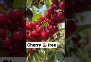 Cherry Tree Shorts Shortsfeed Cherry Tree Fruit Viralshorts 
