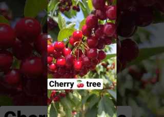 Cherry Tree Shorts Shortsfeed Cherry Tree Fruit Viralshorts