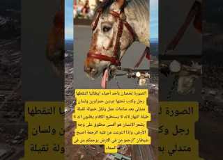 الصورة لحصان بأحد أحياء إيطاليا التقطها رجل وكتب تحتها عينين ابلور اقنباسات معلومات المصحف