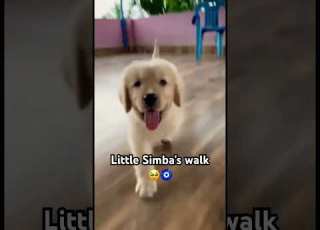 Adorable Trending Goldenretriever Lifeofsimba Puppy Lovesimba Ytshorts Doglover Pets