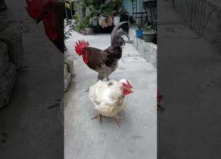  Cross Breeding 45days Chicken And Australorp Chicken Broiler Chicken