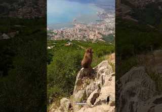 شاهد جمال مدينة بجاية من قمة يما ڨورايا Travel Adventure Wildlife