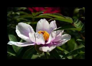 Richard Clayderman Time To Say Goodbye