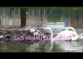  على حميده من كام صيف