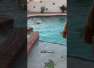  The FLOOFA GATOR Ava S Daily Swims Help With Her Anxiety Chowdownwithwendybrown