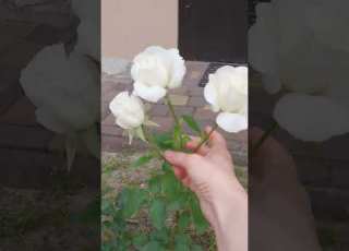 Білі троянди