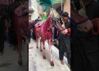  Zuljana 8 Muharram Naugawan Sadat Zulljanah Zuljanah Zuljana Karbala