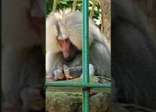 Wildlife Hartbeespoortzoo Sacredbaboonpapiohamadryassittinginthecage Shortvideo Southafrica