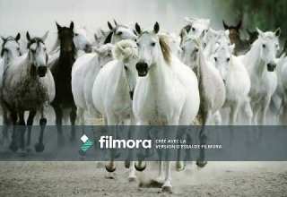 معلومات واسماء الخيول نشيد العفاسي