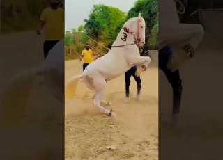  Godi Dance