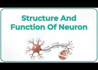 Structure And Function Of Neuron Animation