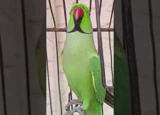  My Parrot Saying Mian Mithu