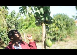 WADUDU HATARI KATIKA MIPAPAI Mealy Bug