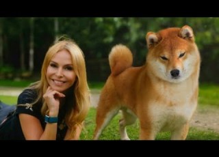  THE SHIBA INU THE SCREAMING DOG OF JAPAN 柴犬