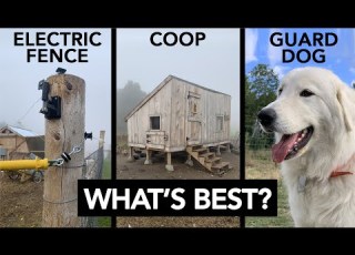 Best Predator Protection For Chickens Ducks And Geese