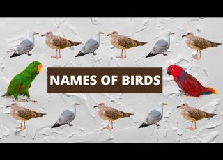 Amazon Birds And Birds Name In The World پرندوں کے نام اور خوبصورت پرندے