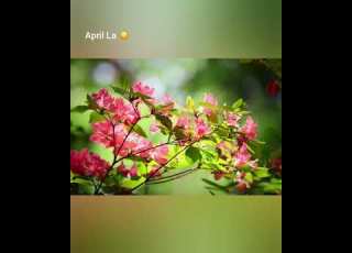 دیوان حافظ ای پادشه خوبان داد از غم تنهایی NILOFAR BANAI April La Persian Poetry