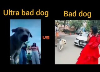 Bad Dog Vs Ultra Bad Dog Dog Baddog Reels Short Shortfeed