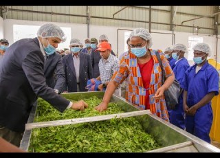 Minister Mukeshimana Inaugurates Rugabano Tea Factory 29 August 2019