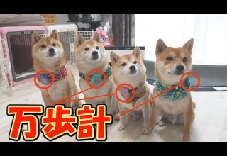 We Measured How Many Steps A Shiba Inu Takes And Got A Shocking Result