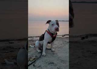 Prowler The Doggo Pitbull Sunset Eyes BobatheBully L1k