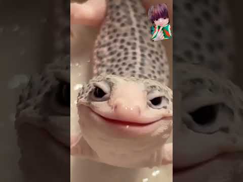 مطلوب حيا او ميتا اللي عمل الريمكس ده مزمازيل زيزي من فضلك