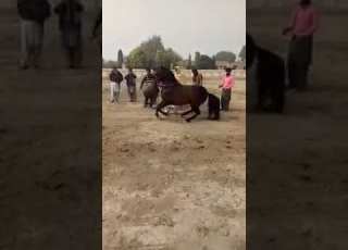 ماشااللہ واہ گھوڑا واہ گھوڑا ڈانس کے شوقین ضرور دیکھیں