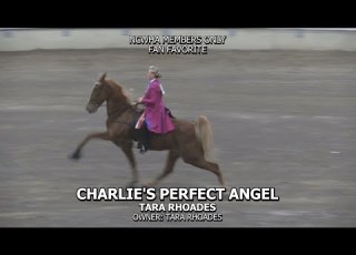  CHARLIES PERFECT ANGEL 2021 WHTA TRAINERS SHOW