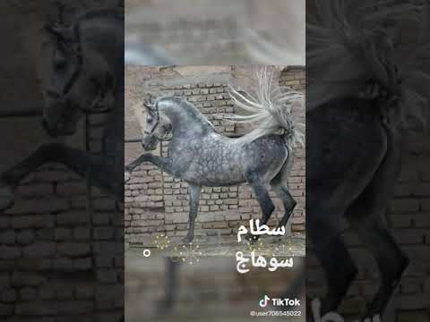 يا حبه البن ارضك فين فانا اجي لك احمد شيبه حالات واتس حزينه