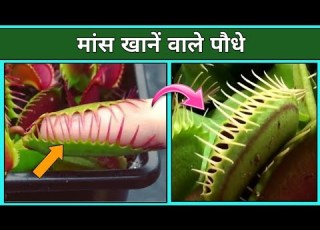 य ह म स ख न व ल सबस खतरन क प ध Carnivorous Plants Ji2Facts Shorts Jeetu Facts