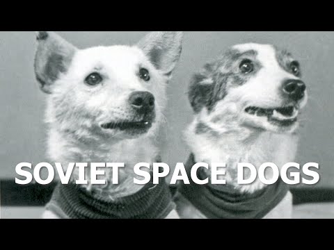 Belka And Strelka The Soviet Space Dogs