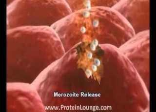  Malaria
