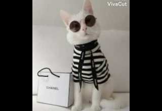 صور قطط كيوت