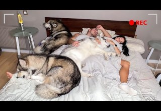 ЧТО делают Собаки Когда МЫ СПИМ СКРЫТАЯ КАМЕРА