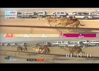  الياسات المهرجان الختامي السنوي ميدان الشحانية الإثنين 2010 4 19 صباحا سن اللقايا الشوط الأول