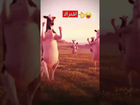 اغنيه عبودي بقر ترقص للاطفال