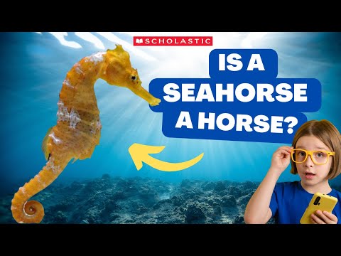 SEAHORSE Facts For Kids A SEAHORSE Can Lay Hundreds Of EGGS SEAHORSE Facts For Kids A SEAHORSE Can Lay Hundreds Of EGGS